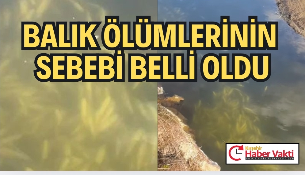 Kızılırmak’taki Balık Ölümlerinin Sebebi Belli Oldu