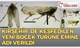 KIRŞEHİR’DE KEŞFEDİLEN YENİ BÖCEK TÜRÜNE EMİNE ADI VERİLDİ