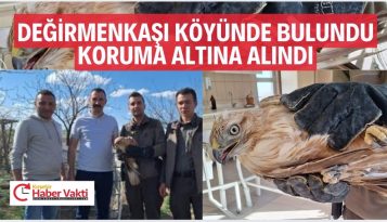 Kırşehir’de Yaralı Şahin Tedavi Altına Alındı