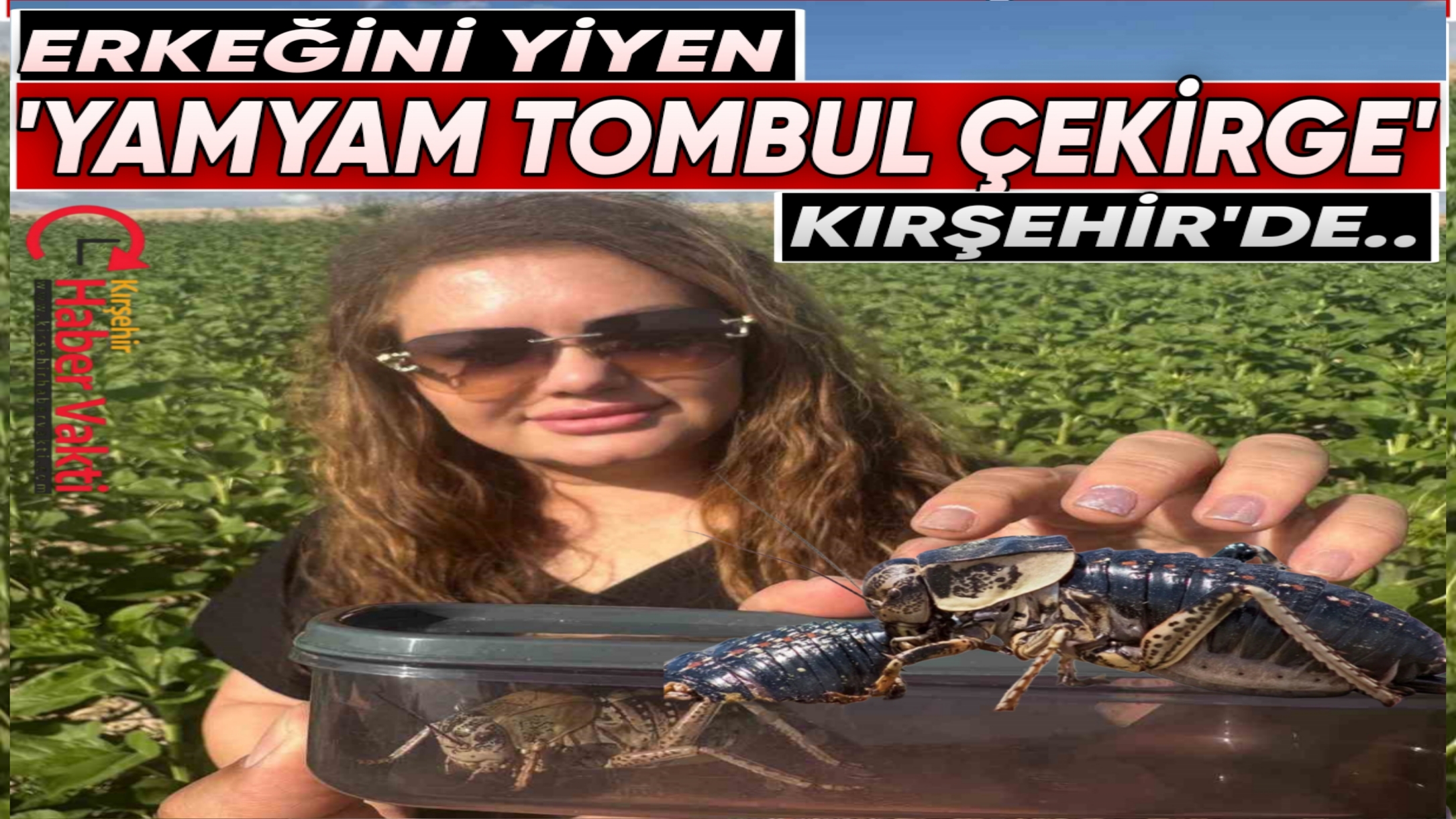 ‘YAMYAM TOMBUL ÇEKİRGE’ KIRŞEHİR’DE GÖRÜLDÜ