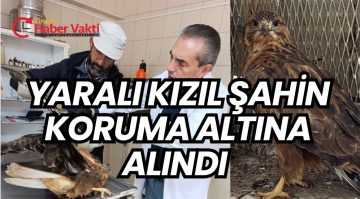 Yaralı Kızıl Şahin Tedavi Altına Alındı