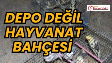 Kırşehir’de Depoda Yasadışı Kuş Operasyonu: 66 Kuş Ele Geçirildi