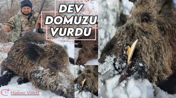 Çiftçinin Korkulu Rüyası Dev Domuz Avlandı