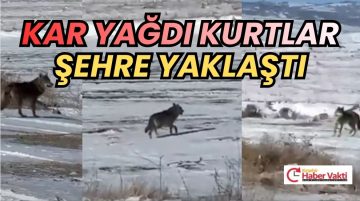 KURTLAR ŞEHRE YAKLAŞTI
