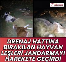 13 HAYVAN LEŞİ BULUNDU