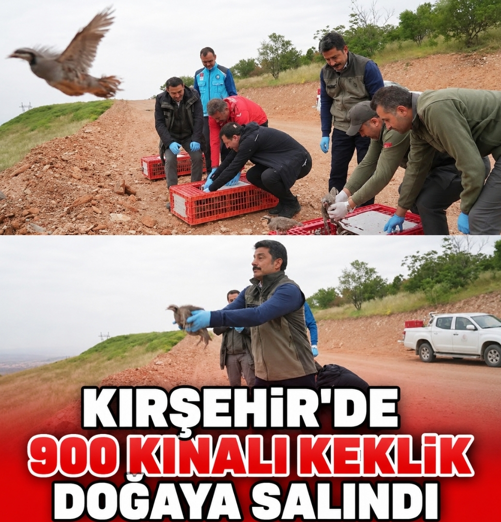 KIRŞEHİR’DE 900 KINALI KEKLİK DOĞAYA SALINDI