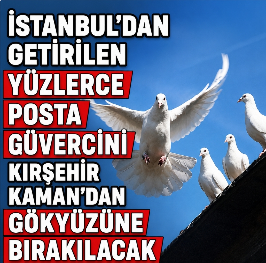İstanbul’dan Getirilen Yüzlerce Posta Güvercini Kaman’dan Gökyüzüne Bırakılacak