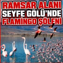 Ramsar Alanı Seyfe Gölü’nde Flamingo Şöleni