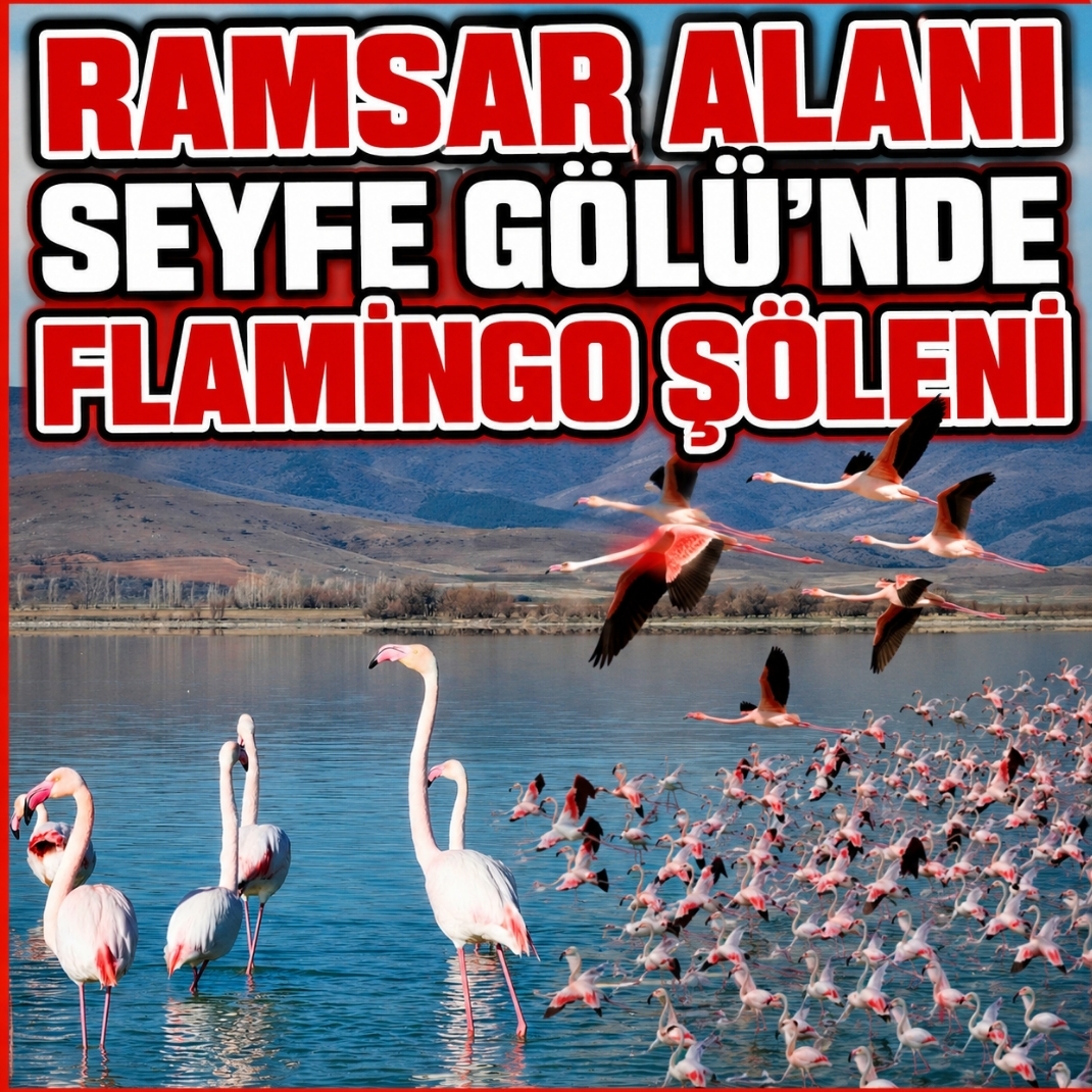 Ramsar Alanı Seyfe Gölü’nde Flamingo Şöleni