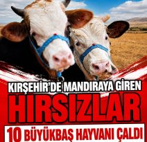 KIRŞEHİR’DE 10 BÜYÜKBAŞ HAYVAN ÇALINDI