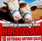 KIRŞEHİR’DE 10 BÜYÜKBAŞ HAYVAN ÇALINDI